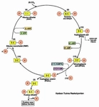 Fotosentez Konu Anlatımı ve İçeriği